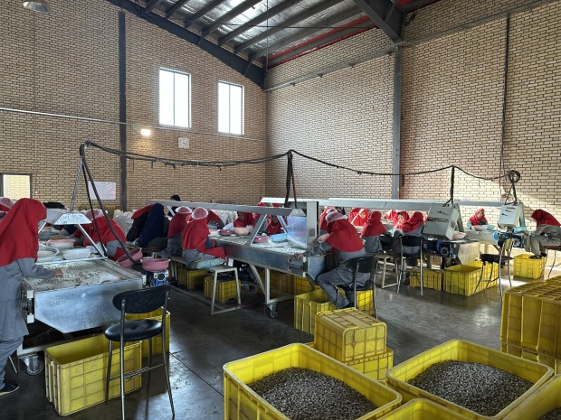 human labor sorting iranian pistachio in dubai