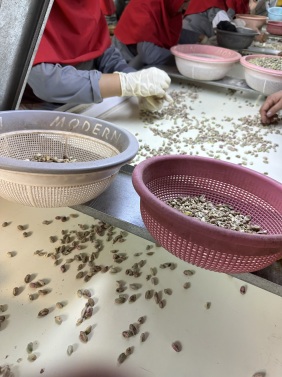 clean staff and human labor in dubai working on pistachio